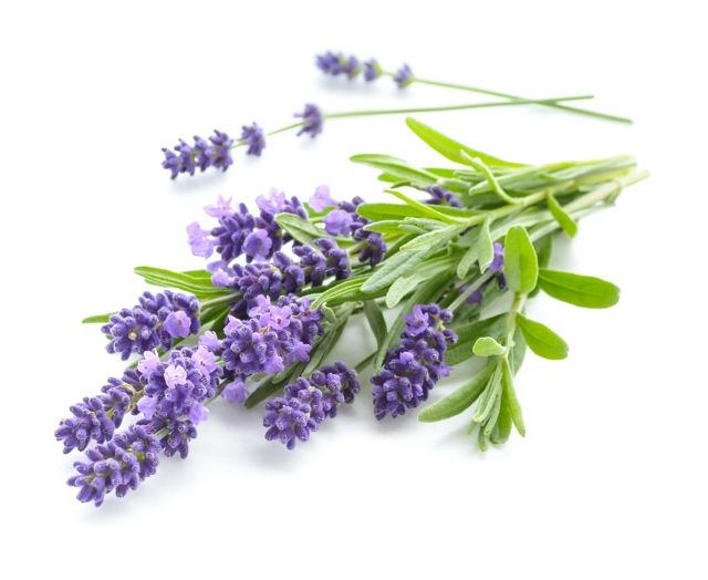 lavender-640.jpg