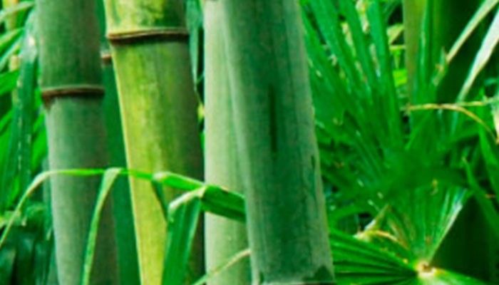 Bild på bambu