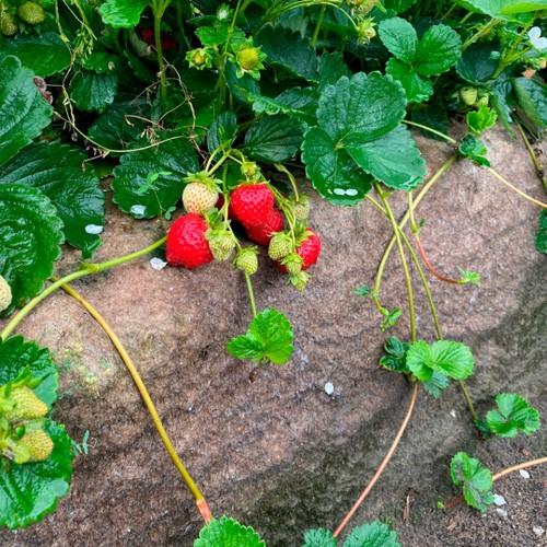 Agrimpex fårullsmatta Växter 0,8x5 m – brun (250g/m²)