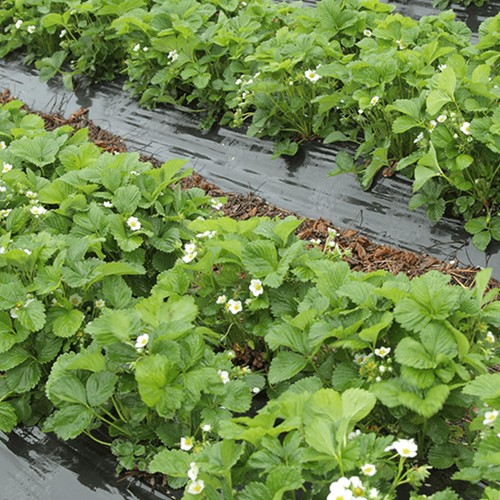 Agrimpex Täckfilm Svart Biologiskt nedbrytbar 1x10m