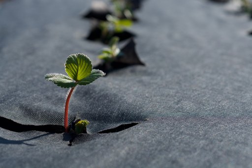 Agrimpex Jordgubbsduk Förskurna hål 1,2x10 m