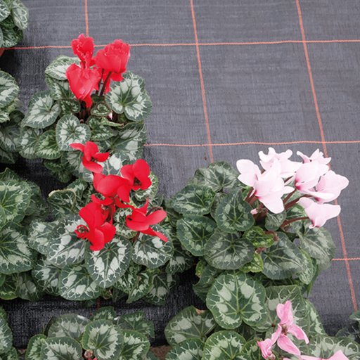 Agrimpex markduk Agrola 2x10 m – svart (100g/m²)