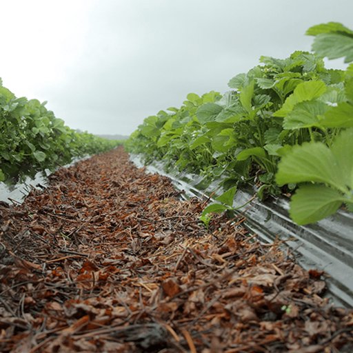 Agrimpex Täckfilm Svart Biologiskt nedbrytbar 1x10m