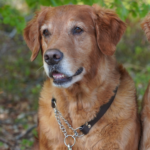 Hundhalsband Läder Halvstryp – Fast