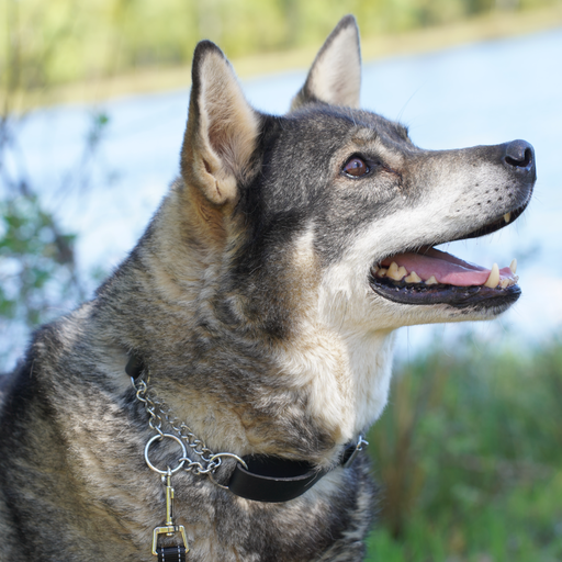 Hundhalsband Läder Halvstryp - Ställbar