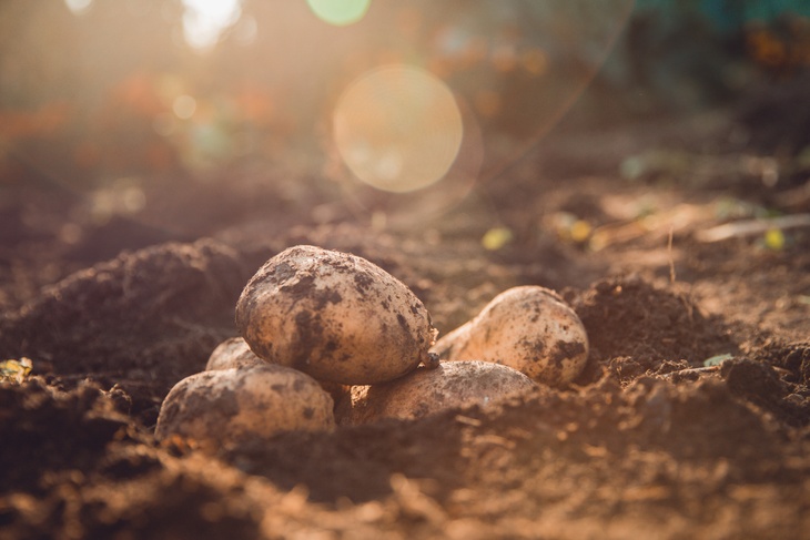 Potatisar liggandes i jorden i solljus 