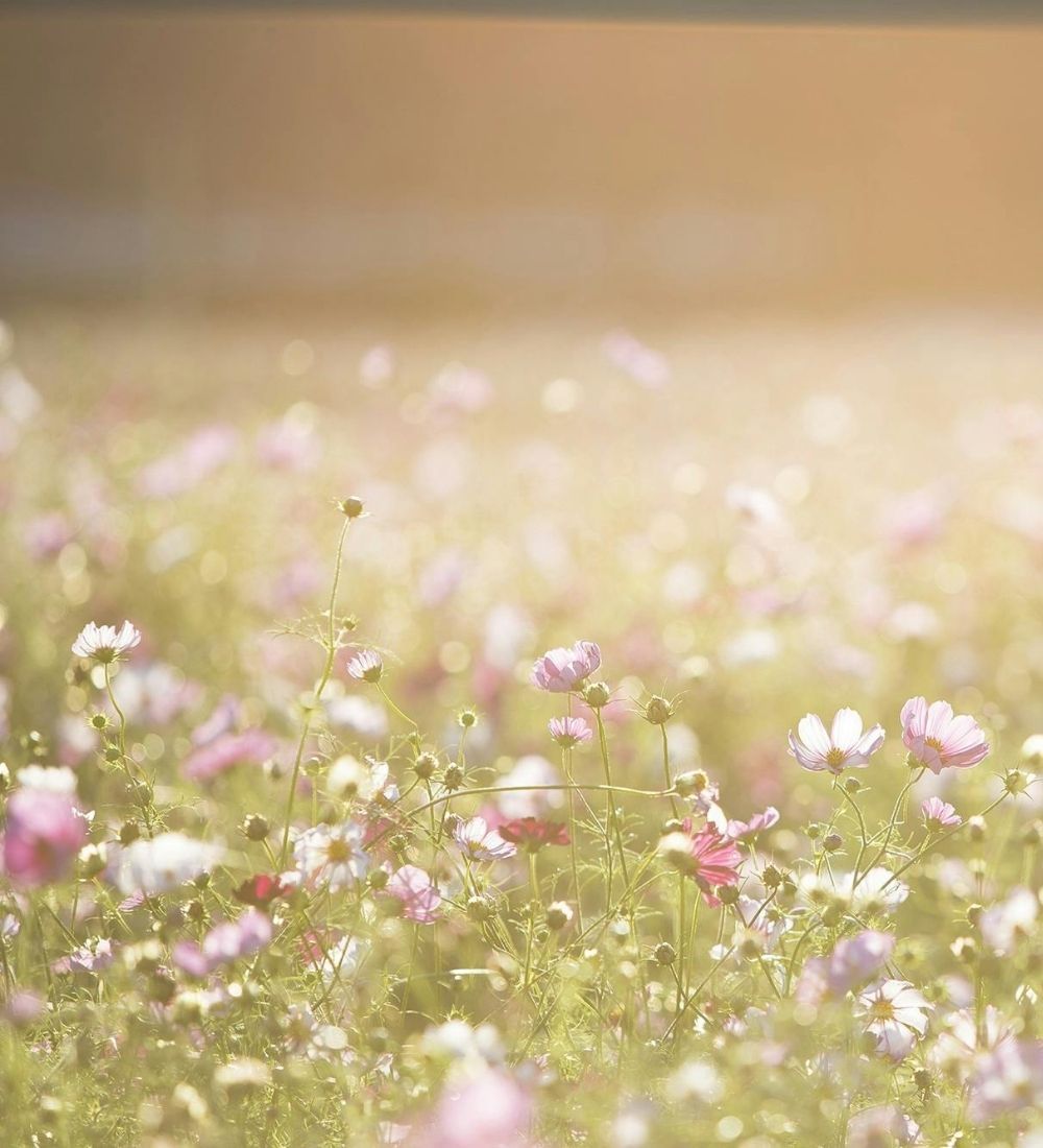 En somrig bild med blommor och gräs och text som säger upp till 60% rabatt på vår sommarrea