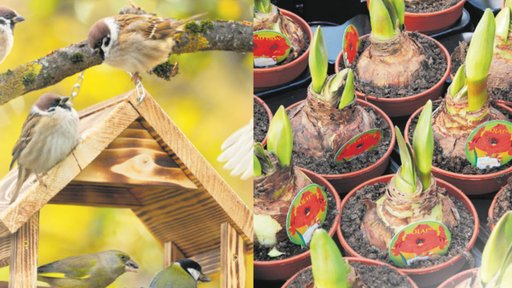 Rabatt på solrosfrön & amaryllis från Blomstertorget