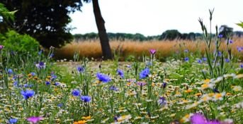 En sommaräng med färglada blommor