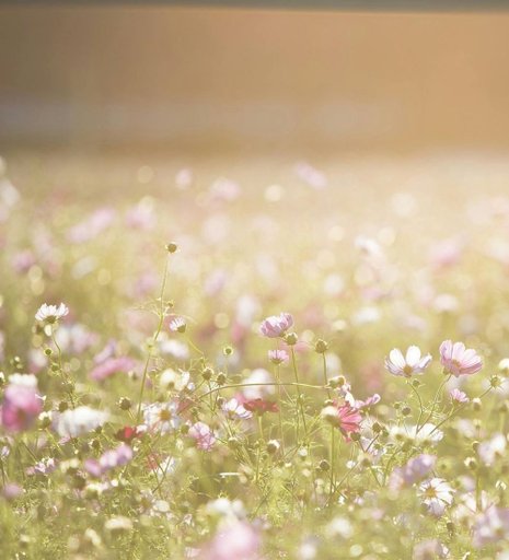 En somrig bild med blommor och gräs och text som säger upp till 60% rabatt på vår sommarrea