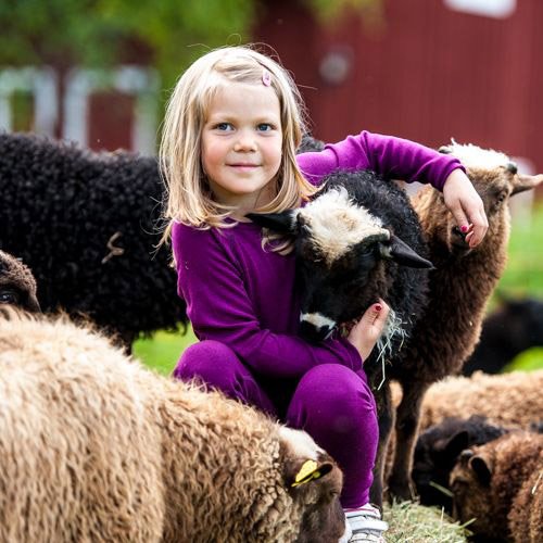 En glad flicka som har på sig Gneis ull-underställ som sitter med flera ulliga får 