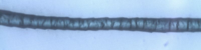 Mikroskoptest av Gneis ullunderställ