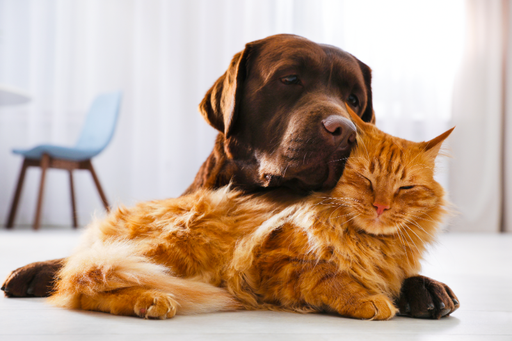 Hund och katt ligger tillsammans på golvet
