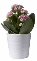 JUNIA Minikruka Vit - Vit - 7x7cm