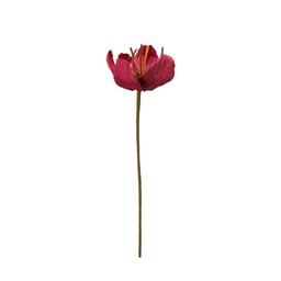 TULIP Flower Red - Red - 16x75cm