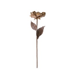 ROSE Flower Beige - Beige - 20x75cm