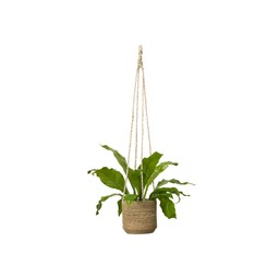 BELLE Hanging Pot Natural - Natural - 17x15+75cm