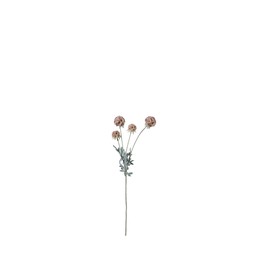 SCABIOSA Pink - Pink - 60cm