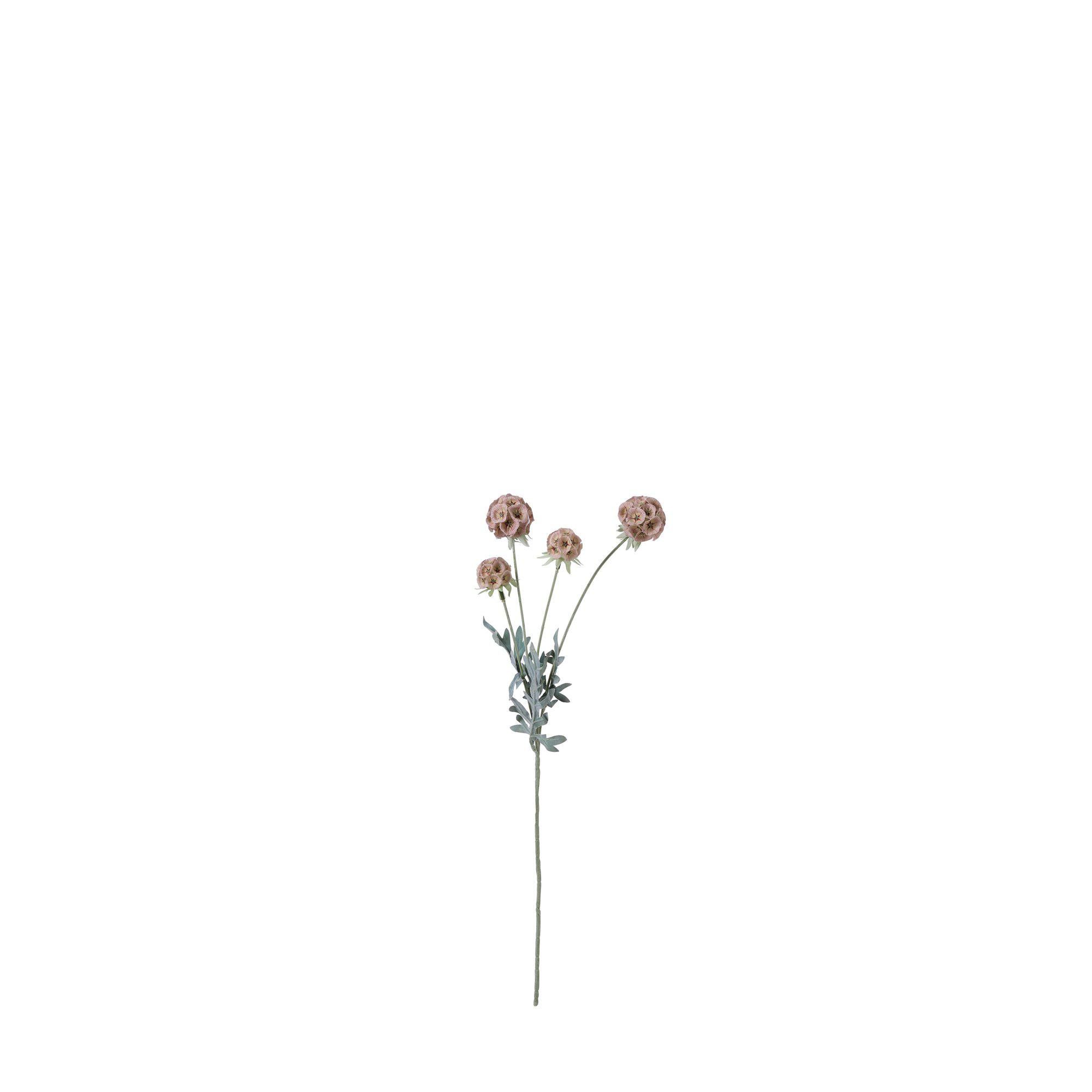 SCABIOSA Rosa - Rosa - 60cm
