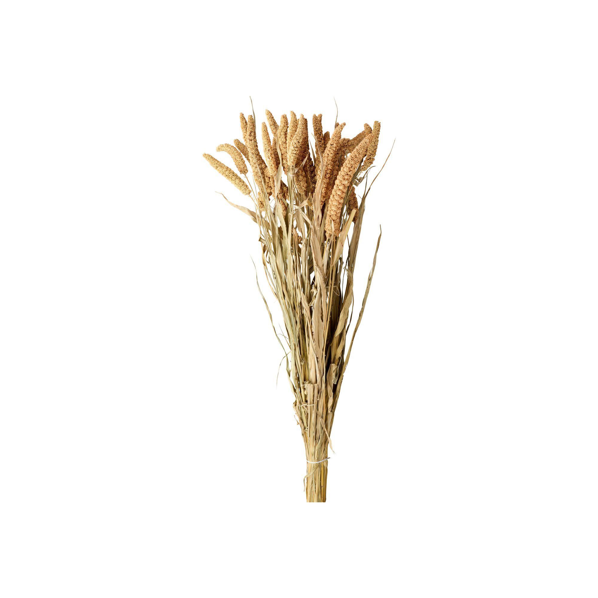 BRISTLE GRASS Natural - Natural - 65-75 cm