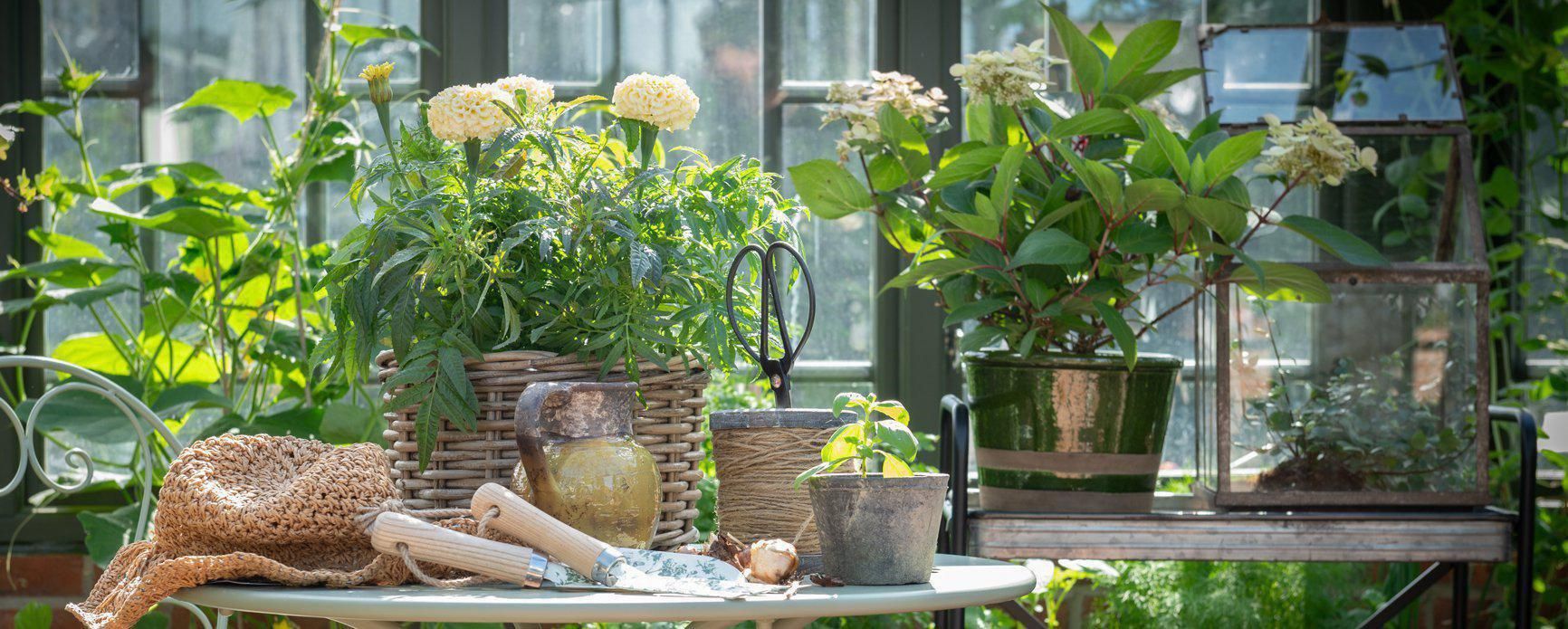 Plantering